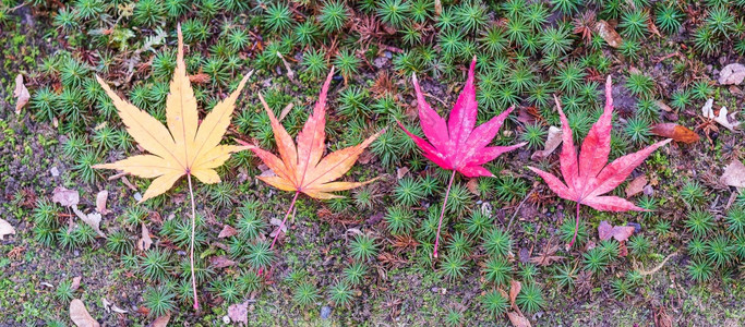 不同颜色的枫叶图片