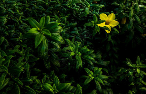 分支植物绽放黄金Trumpet花朵或绿叶和模糊本底的AllamandaCathartica热带花朵焦点和模糊图片