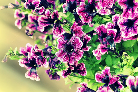 生长季节斑春天花园里的紫色矮牵牛花浅景深春天花园里的紫色矮牵牛花图片