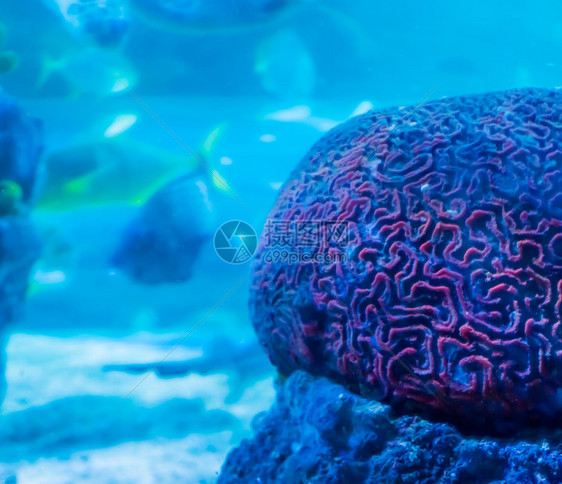 红脑珊瑚与底游泳鱼紧相连的红色脑珊瑚背景和深水下生海景背深的自然图片