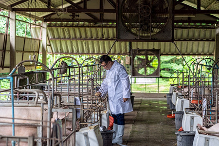 亚洲兽医在猪养场动物和养业工作喂食品的亚洲兽医生产仔猪农业图片