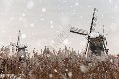 季节旅行魔法荷兰Kinderdijk的雪寒冬季风景观农村老风车停在荷兰奇幻背景中以自然光亮显示的单色中调图片