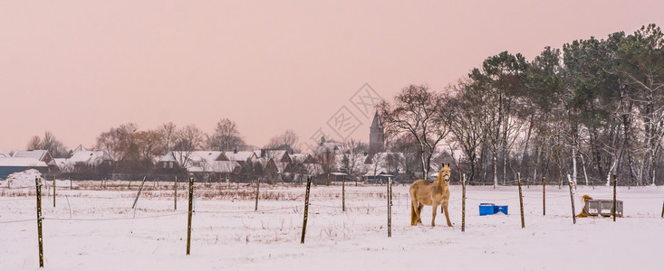 站在白雪牧场的浅棕色马匹美丽的乡村风景和里布满鲜花荷兰语林地场图片