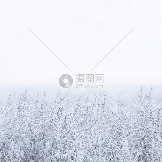 为了冬雾背景带白雾广场背景有复制空间的田野雪覆盖锯木笔有选择的重点冬季福吉背景观阴霾图片