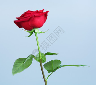 天象征灰色的蓝背景单红玫瑰花图片