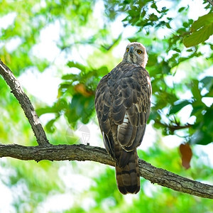 丰富多彩的翅膀杰出鹰可改变尼赛特斯月球坐在树枝上亚洲图片