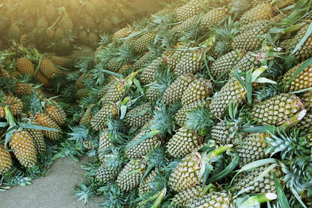 自然新鲜市场里一堆菠萝美丽的凤梨图片