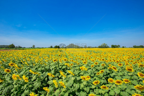 植物群阳光农场向日葵田草地上的景观生产环保天然向日葵油图片