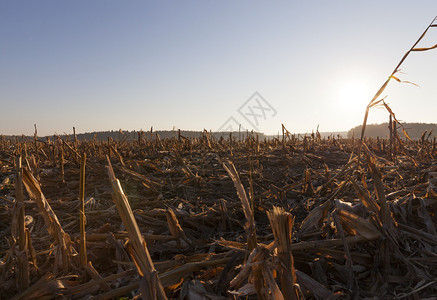 植物生长收割玉米后碎的农业田日落阳光明媚的秋天风景观农村图片