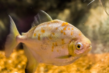 闪发光梅廷尼斯红钩鱼种出名的异国水族馆鱼类宠物图片