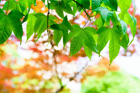 季节白色的绿叶树红和黄叶背景纹理概念观光图片