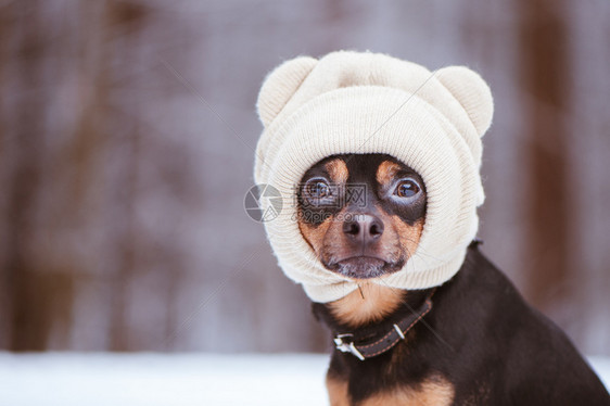 快乐的白色一只戴帽子狗一只冬季森林里的有趣小狗雪花图片