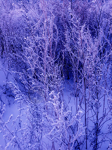 黑色的白冬季野外有许多干燥草地花朵大自然本底在雪地冬天冷冻干草多雾路段图片