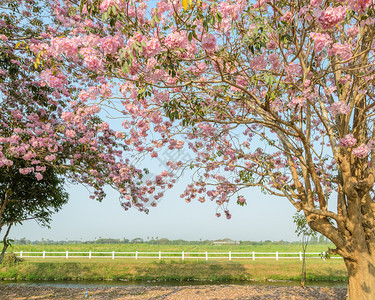Tabebuia或粉红喇叭花朵树在绿田前盛开塔贝布亚天空景观图片