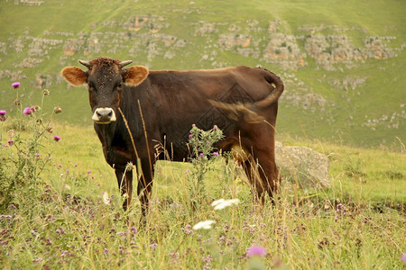 风景孤单的牛群在夏日高山草原上放牧绿色花的图片
