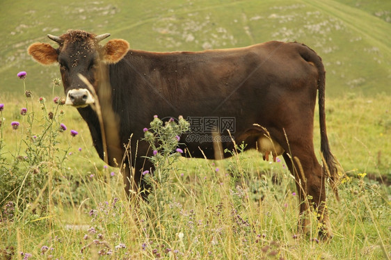 孤单的牛群在夏日高山草原上放牧轻擦乡村的和平图片