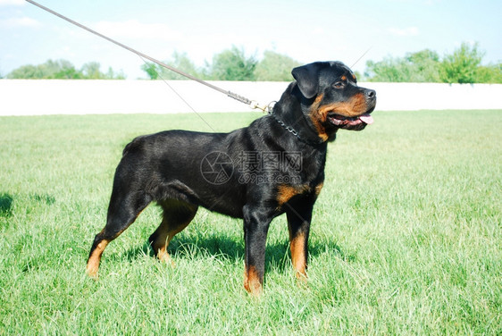 美丽的罗威纳犬站在草原上长得帅的罗威勒人肌肉发达图片