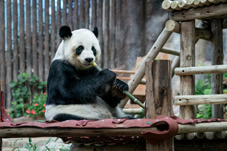 大熊猫在公园吃竹子牙齿动物环境的图片