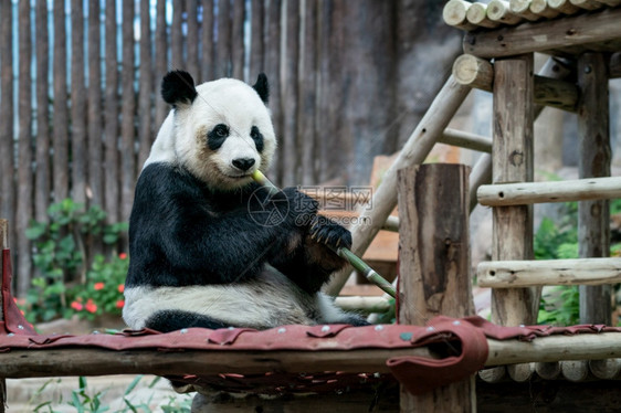 大熊猫在公园吃竹子牙齿动物环境的图片