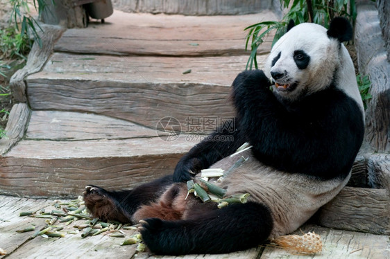 稀有的动物园大熊猫在公吃竹子环境图片