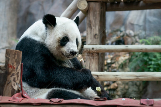 树大熊猫在公园吃竹子巨大的图片