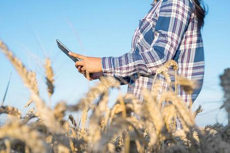 女手触摸平板电脑在麦秆中的特写农学家研究麦穗农民在田中使用平板电脑科学家在田间从事农业技术工作从事农业技术领域工作的科学家夏天收图片