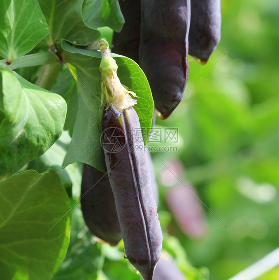 黑暗的紫色雪豆豌种子荚紫色荚中的新鲜豌挂在花园的树枝上自然园艺背景营养丰富收成图片