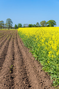 春天欧洲地貌景观耕种子植物的黄色田地花朵垂直的图片