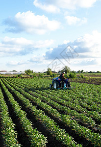 生长农民在拖拉机上耕种田地农产工业和用综合企田地耕作物护理放松土壤和改善渗透农场的质量土豆关心图片