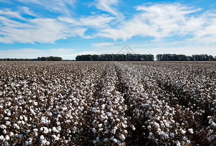 场地棉布澳大利亚新南威尔士州格里菲斯附近准备收割的棉花芽图片