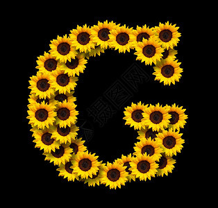 开花首字母G由黄色向日葵花制成在黑色背景上隔绝开来设计爱情概念的要素为母亲们设计理想的一天和春季主题案子繁荣图片