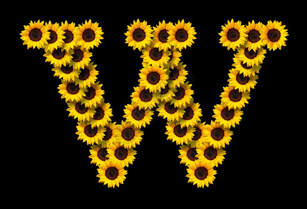 首都生日盛开字母W由黄色向日葵花制成在黑色背景上隔绝开来设计爱情概念的要素为母亲们设计理想的一天和春季主题图片
