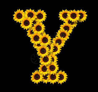 首字母Y由黄色向日葵花制成隔绝在黑色背景的向日葵花设计爱情概念的元素为母亲们设计理想白天和春季主题大写最初的卡片图片