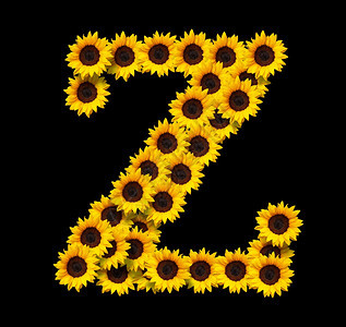 花园Z大写字母由黄色向日葵花所制成在黑色背景上隔绝设计爱情概念的要素为母亲们的一天和春季主题设计理想林装饰品图片