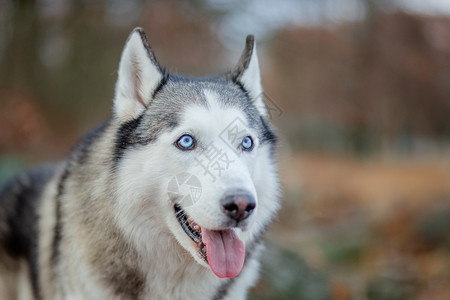 季节贴近一只可爱有趣和快乐的西伯利亚哈斯基狗的肖像张开眼睛坐在冬仙林中闭上睁开眼睛坐立着可爱滑稽和快乐的西伯利亚哈斯基狗的肖像情图片