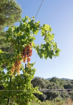 自然晴天喝7月在马洛卡Mallorca的梅洛卡Mallorca图片