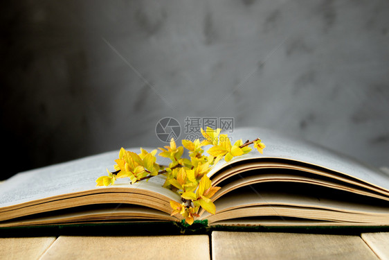 祷告文化历史旧书在概念背景一书中的黄叶木板上树枝打开旧书在中黄叶木板上的树枝打开图片