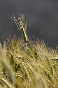 新西兰威斯特省新西为奶业农场草根种植而的三氯化玉米乡村的图书馆相片图片