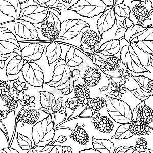 覆盆子可口酸的波森莓矢量图案白色背景波森莓矢量图案图片