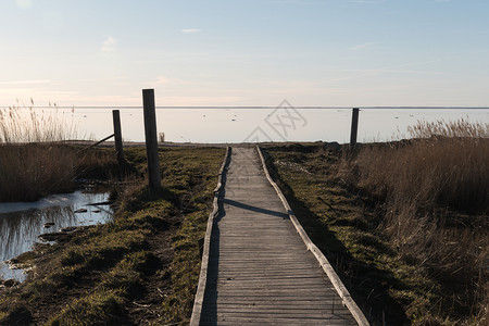 风景优美农村在西德群岛奥兰的初春季节之前穿过草丛木林脚桥到海岸沼泽图片