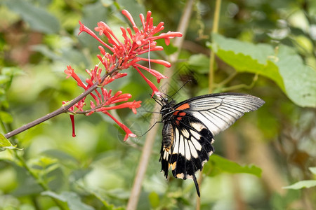 种植园一美丽的热带蝴蝶降落在植物树叶上自然图片
