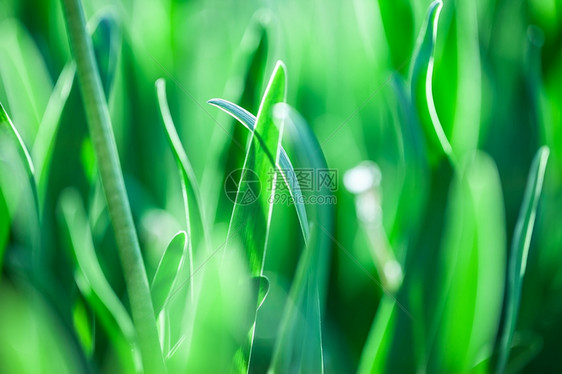 晴天美丽的春花背景大自然bokehBanner巨型树枝颜色散焦图片