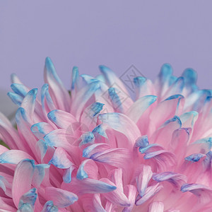 高的夏天特写漂亮粉红色蓝花朵高分辨率照片特写漂亮的粉红色蓝花朵高质量照片美丽的图片