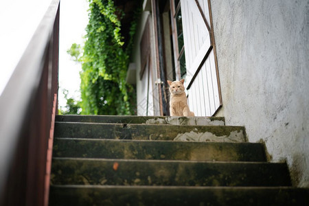 可爱的棕色猫坐在楼梯上等待店主吃饭敖德萨真正的流走图片