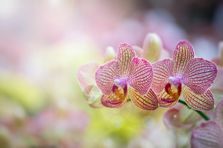 优质的有天然背景美丽兰花选择焦点和模糊让镜头点火紫色的仙女图片