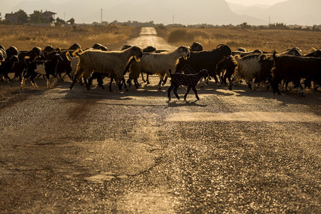 土耳其安塔利亚山羊群穿越安塔利亚停机坪公路白色的农村景观图片