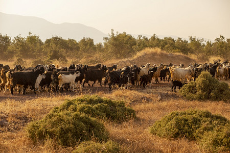 家畜场地环境土耳其安塔利亚山羊群穿越安塔利亚停机坪公路图片