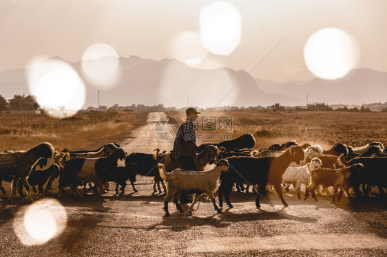 土耳其安塔利亚山羊群穿越安塔利亚停机坪公路农场草驯化的图片