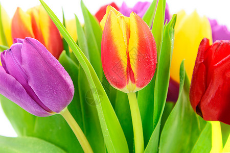 新鲜庆典花朵背景的鲜多彩色郁金香花团明亮的图片