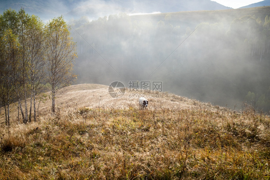 美丽的初秋自然的山上本底雾林喀尔巴阡山脉薄雾场景图片